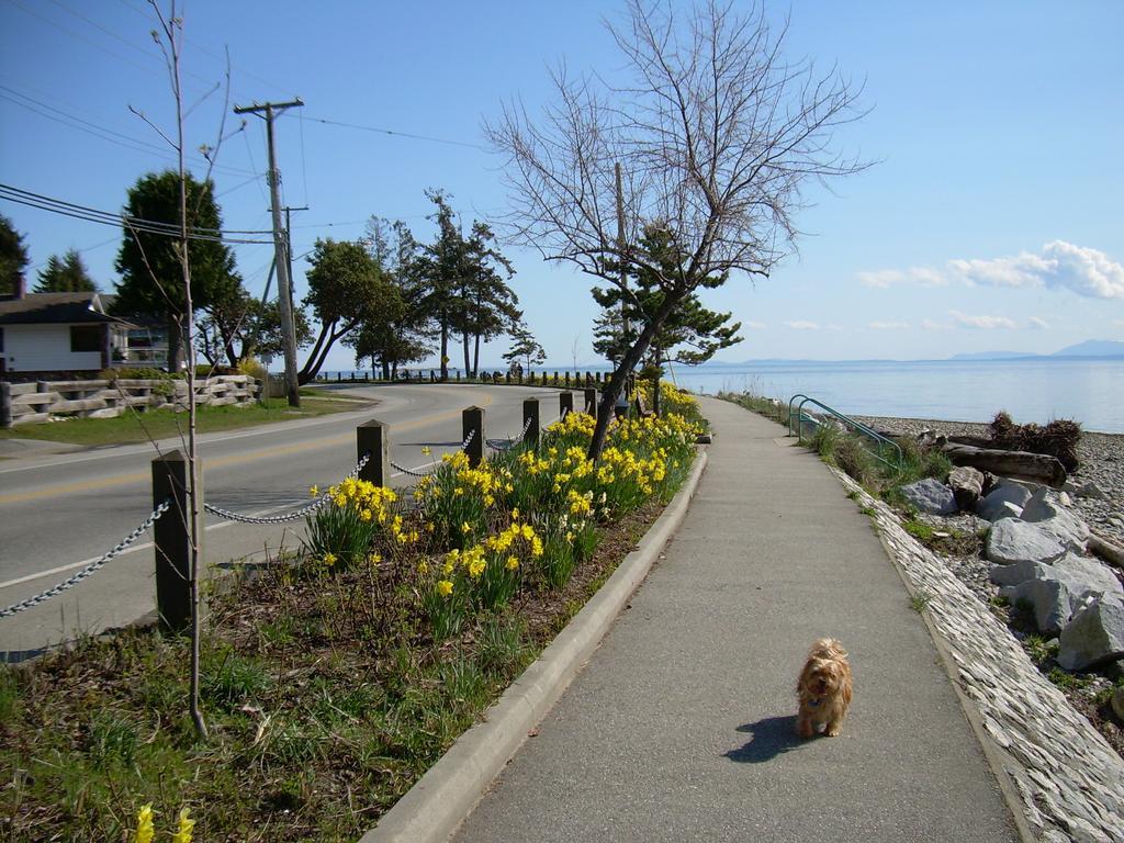 Davis Bay Bed & Breakfast シーシェルト エクステリア 写真